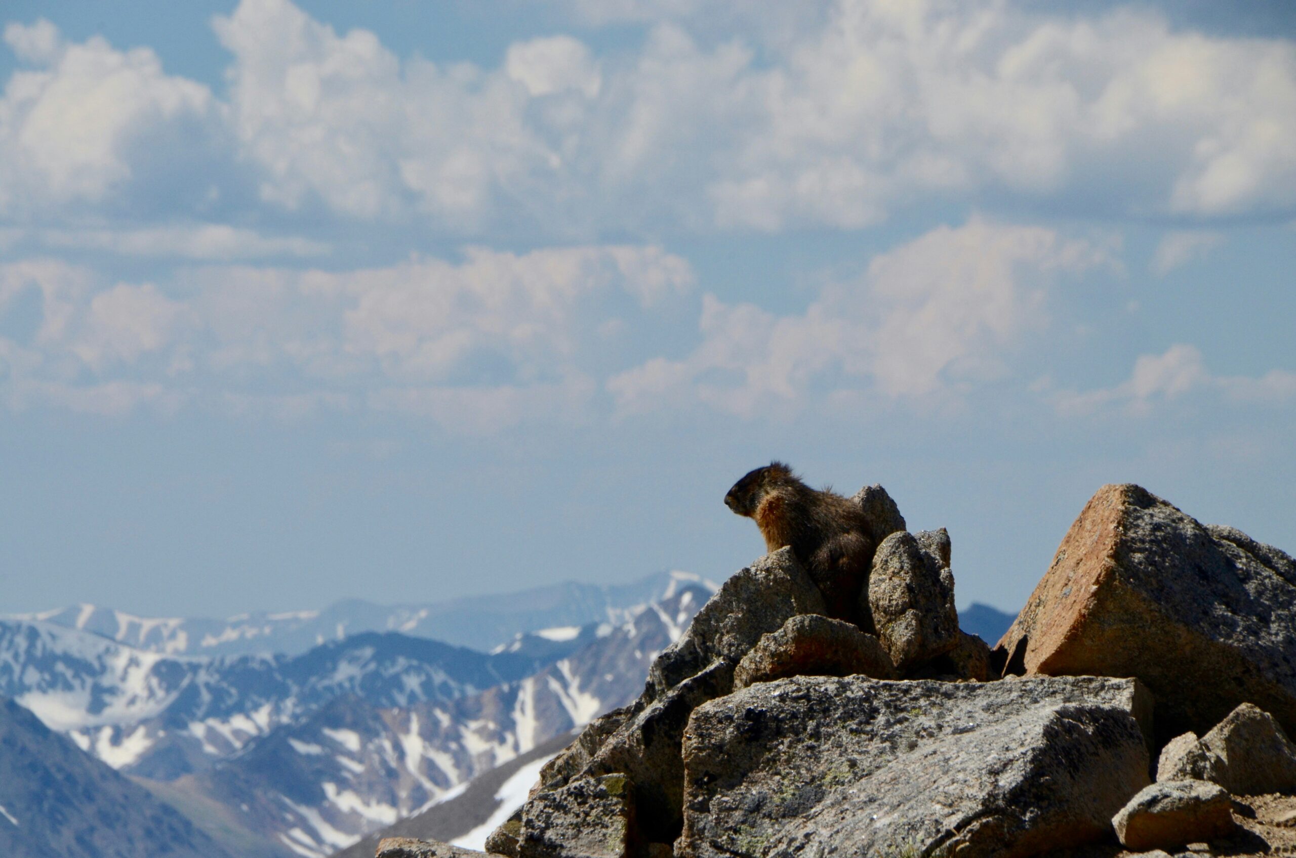brown animal on gray rock